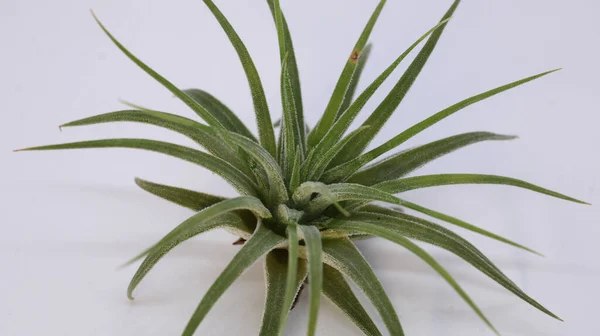 Tillandsia Harrisii Bitki makro fotoğrafı