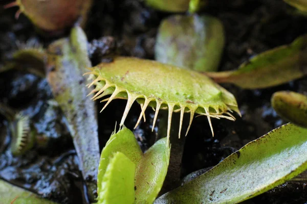 Dionaea Muscipula Φυτό Παγίδα Μύγας — Φωτογραφία Αρχείου