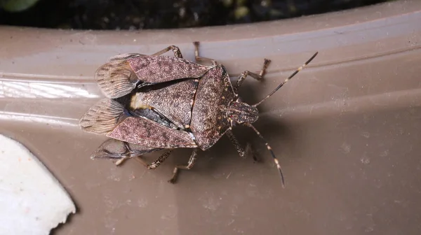 Halyomorpha Halys Insekt Sarracenia Växt Foto — Stockfoto