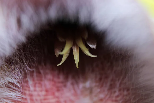 ธรรมชาต Stapelia Gigantea แคคต สภาพถ ายดอกไม — ภาพถ่ายสต็อก