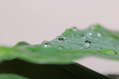 Su çimlerin üzerine makro fotoğraf düşürür.
