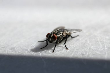 Dönen karasineğin makro fotoğrafı