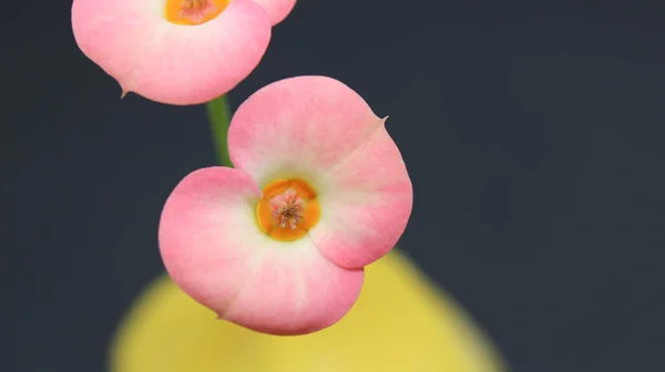 Dikenli Taç Çiçek Makro Fotoğraf — Stok fotoğraf