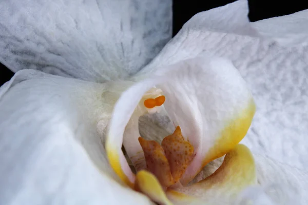 Flor Orquídea Branca Foto Macro — Fotografia de Stock