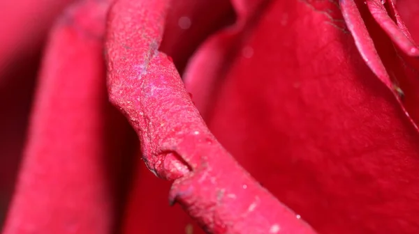 Bir Kırmızı Gül Çiçeği Fotoğrafı — Stok fotoğraf