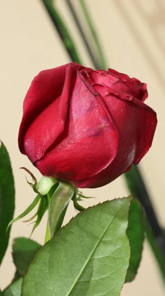 Una Rosa Roja Flor Foto — Foto de Stock