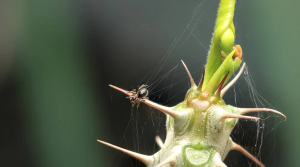Hypsosinga Pygmaea Αράχνη Μακροφωτογραφία — Φωτογραφία Αρχείου