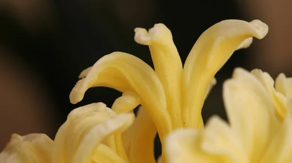 黄色芬芳的百合花照片 — 图库照片
