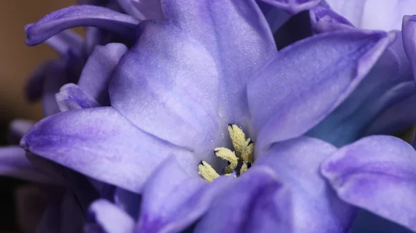 Hyacinthus Cor Roxa Flor Broto Macro — Fotografia de Stock