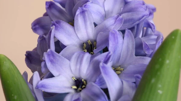 Hyacinthus Mor Renk Çiçek Goncası Makro — Stok fotoğraf