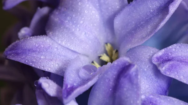 Hyacinthus Mor Renk Çiçek Goncası Makro — Stok fotoğraf