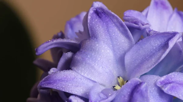 Hyacinthus Purple Color Bud Macro — стоковое фото