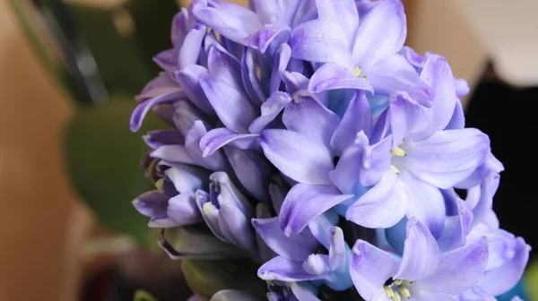 Hyacinthus Mor Renk Çiçek Goncası Makro — Stok fotoğraf