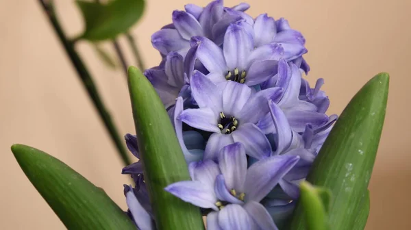 Hyacinthus Mor Renk Çiçek Goncası Makro — Stok fotoğraf