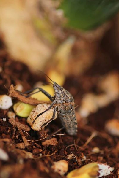 Halyomorpha Halys Insecte Macro Photo — Photo