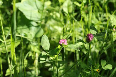 trifolium pratense bitki makro fotoğraf