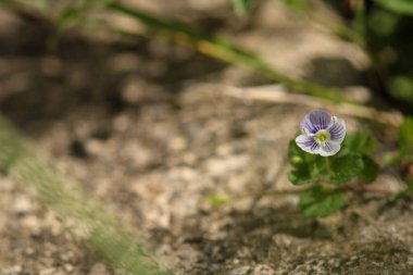 İnce bir Speedwell çiçek makro fotoğrafı.