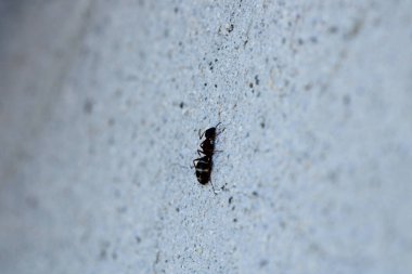 Siyah marangoz karınca makro fotoğrafı