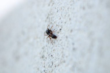 Siyah marangoz karınca makro fotoğrafı