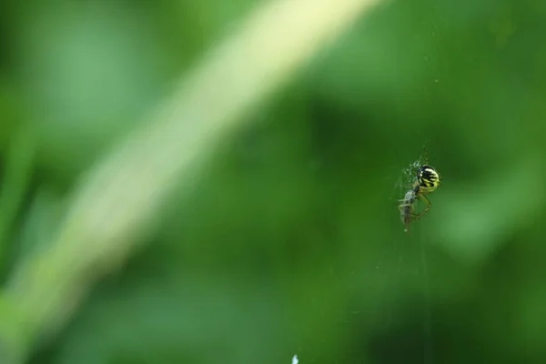 Makro Makro Akalyzátoru Mangory — Stock fotografie