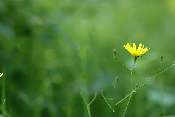 Calendula Officinalis黄色の花マクロ写真 — ストック写真