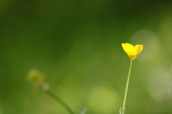 天然黄色のオキサリス ディレニの写真 — ストック写真