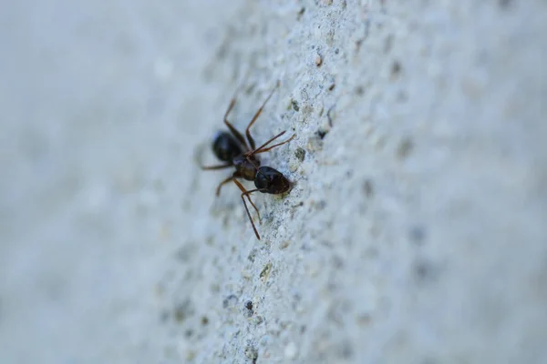 Black Carpenter Ant Macro Photo — Stock Photo, Image