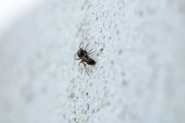 Siyah marangoz karınca makro fotoğrafı