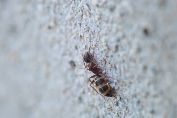 Siyah marangoz karınca makro fotoğrafı
