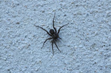 segestria florentina örümcek makro fotoğrafı