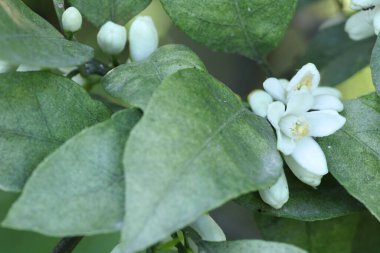 mandalina ağacı beyaz çiçekleri makro fotoğraf