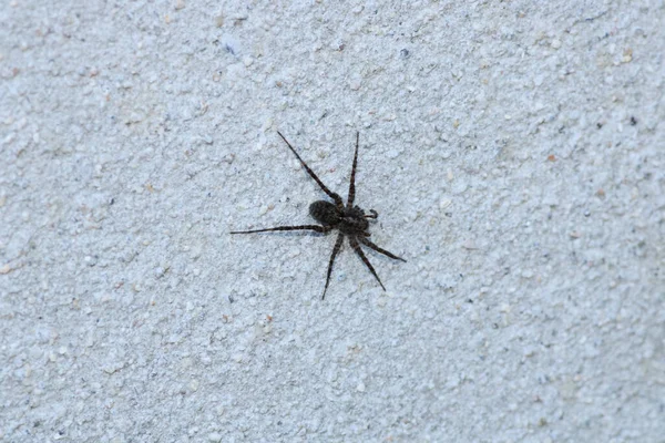 Segestria Florentina Örümcek Makro Fotoğrafı — Stok fotoğraf