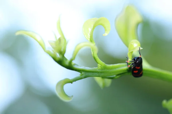 Cercopis Vulnerata Red Insephoto — стоковое фото