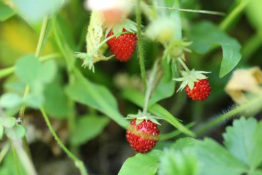 Yabani çilekli makro fotoğraf topladım.