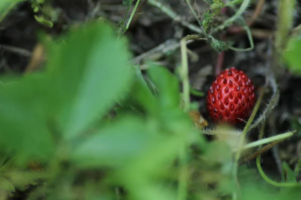 Picked Wild Strawberry Macro Photo — Stock Photo, Image