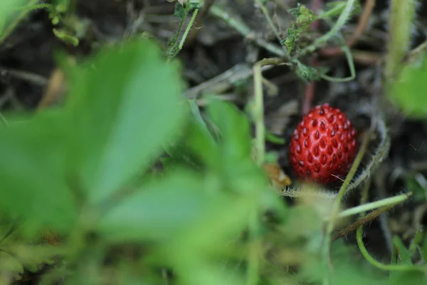 Plockade Vilda Jordgubbar Makro Foto — Stockfoto