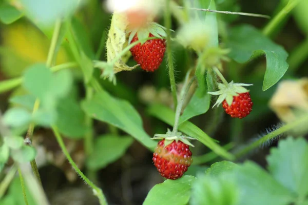 Plockade Vilda Jordgubbar Makro Foto — Stockfoto