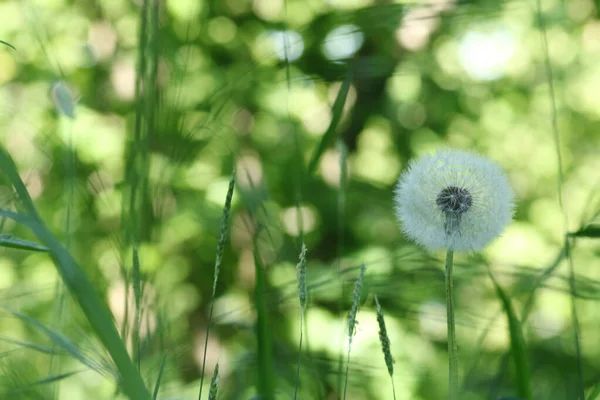Dandelion Seeds Thrown Wind — Stock Photo, Image