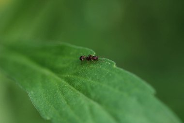 krematogaster scutellaris ant makro fotoğraf