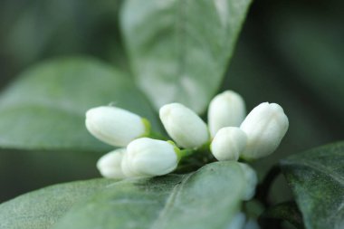  Fotoğraf çiçekleri Bal arısı makro fotoğrafı