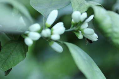  Fotoğraf çiçekleri Bal arısı makro fotoğrafı