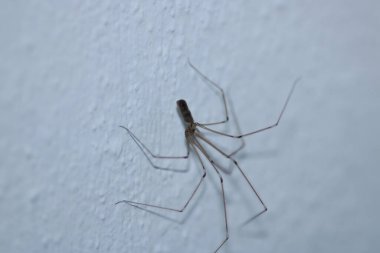 pholcus fhalangioides örümcek makro fotoğrafı