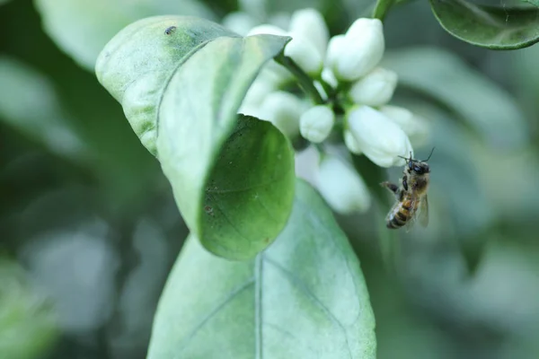 Árbol Mandarina Flores Blancas Miel Abeja Macro Foto —  Fotos de Stock