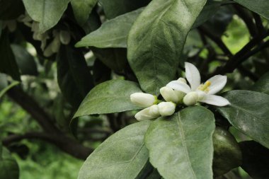  Fotoğraf çiçekleri Bal arısı makro fotoğrafı