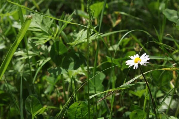 Natural Bellis Perennis Macro Photo — Stock Photo, Image