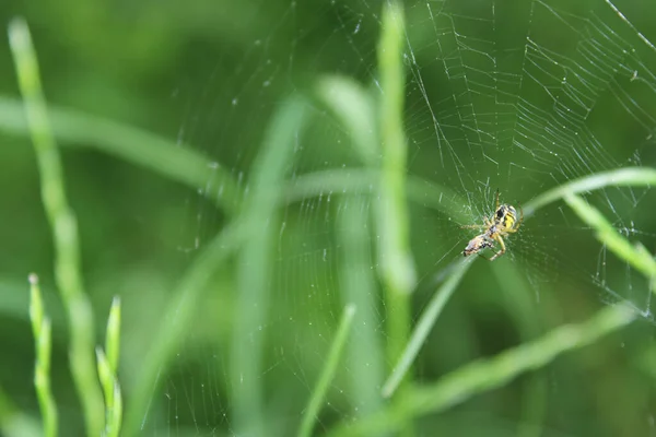 Mangora Akalypha Spindel Makro Foto — Stockfoto