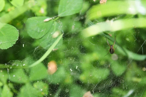 Mangora Acalypha Spinne Makrofoto — Stockfoto