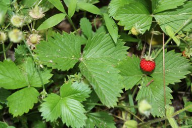 Vahşi bahçe çilekli makro fotoğraf