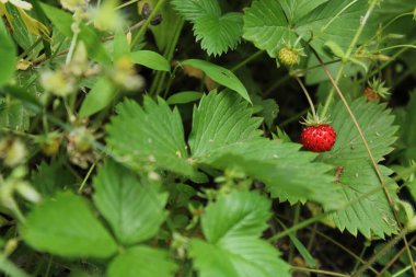 Vahşi bahçe çilekli makro fotoğraf
