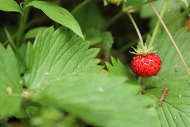 Vahşi bahçe çilekli makro fotoğraf
